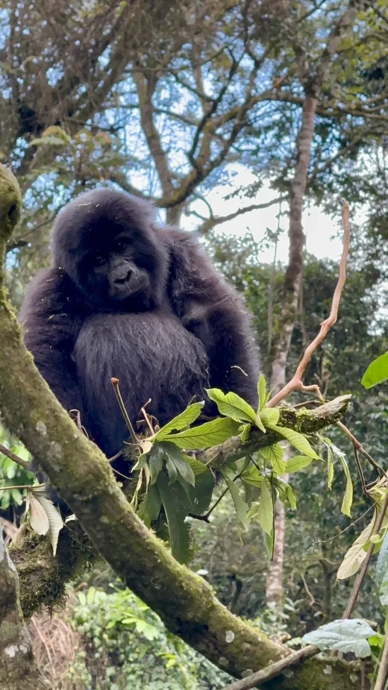 3 Days Gorilla Trekking Safari An Unforgettable Journey into the Wild