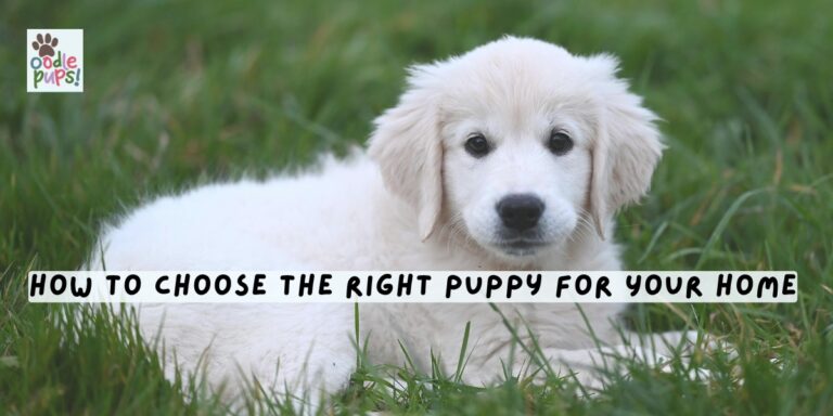 How to Choose the Right Puppy for Your Home